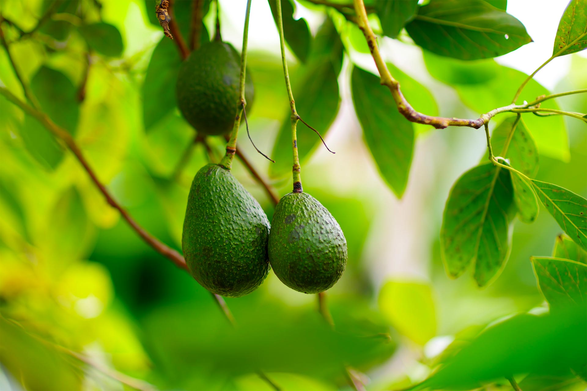 Avocado avocado, caratteristiche nutrizionali, Proprietà benefici, come mangiarlo dieta guacamole ricette 