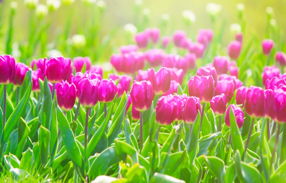 Primavera