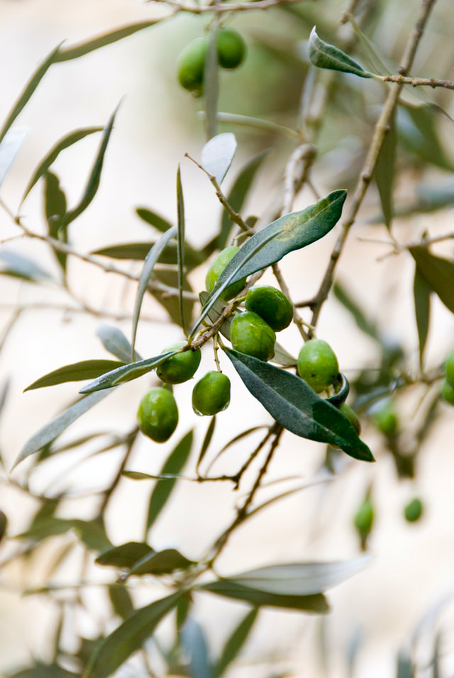 un ramo di ulivo con olive verdi