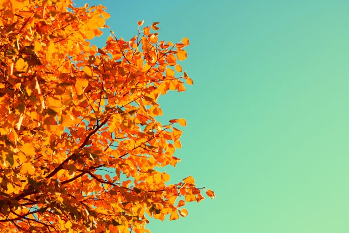 dieta d'autunno