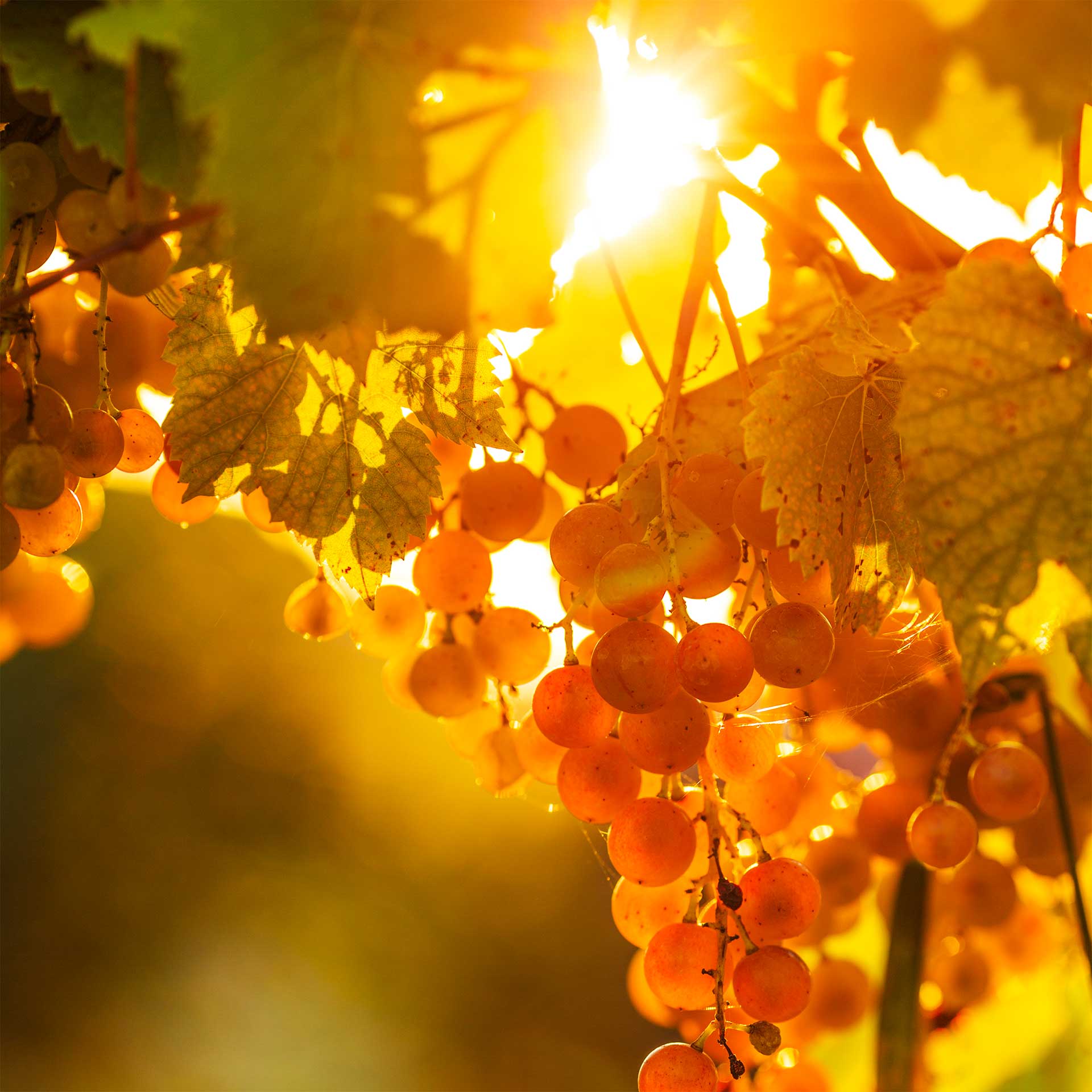 Frutta e verdura di stagione benefici