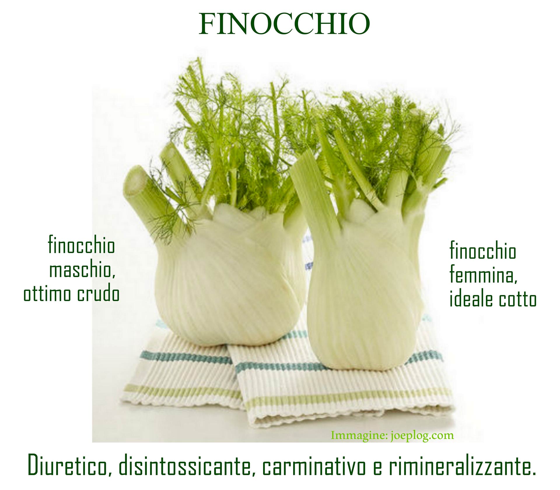 FINOCCHIO MASCHIO E FEMMINA